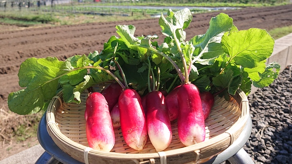 紅白ミニ大根 鹿児島県 霧島市 腸内環境を整える野菜を栽培 菌活野菜 百姓道有元農場